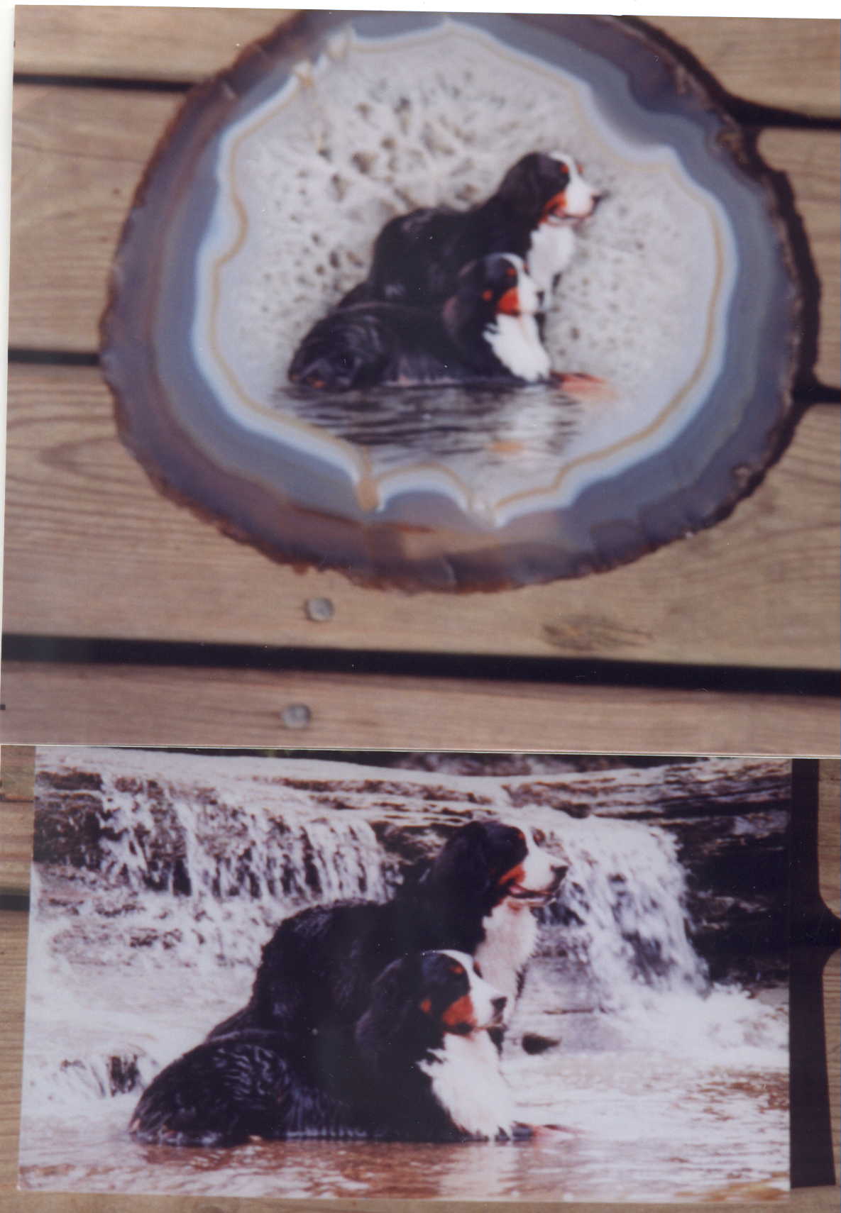 Image of bernese.JPG