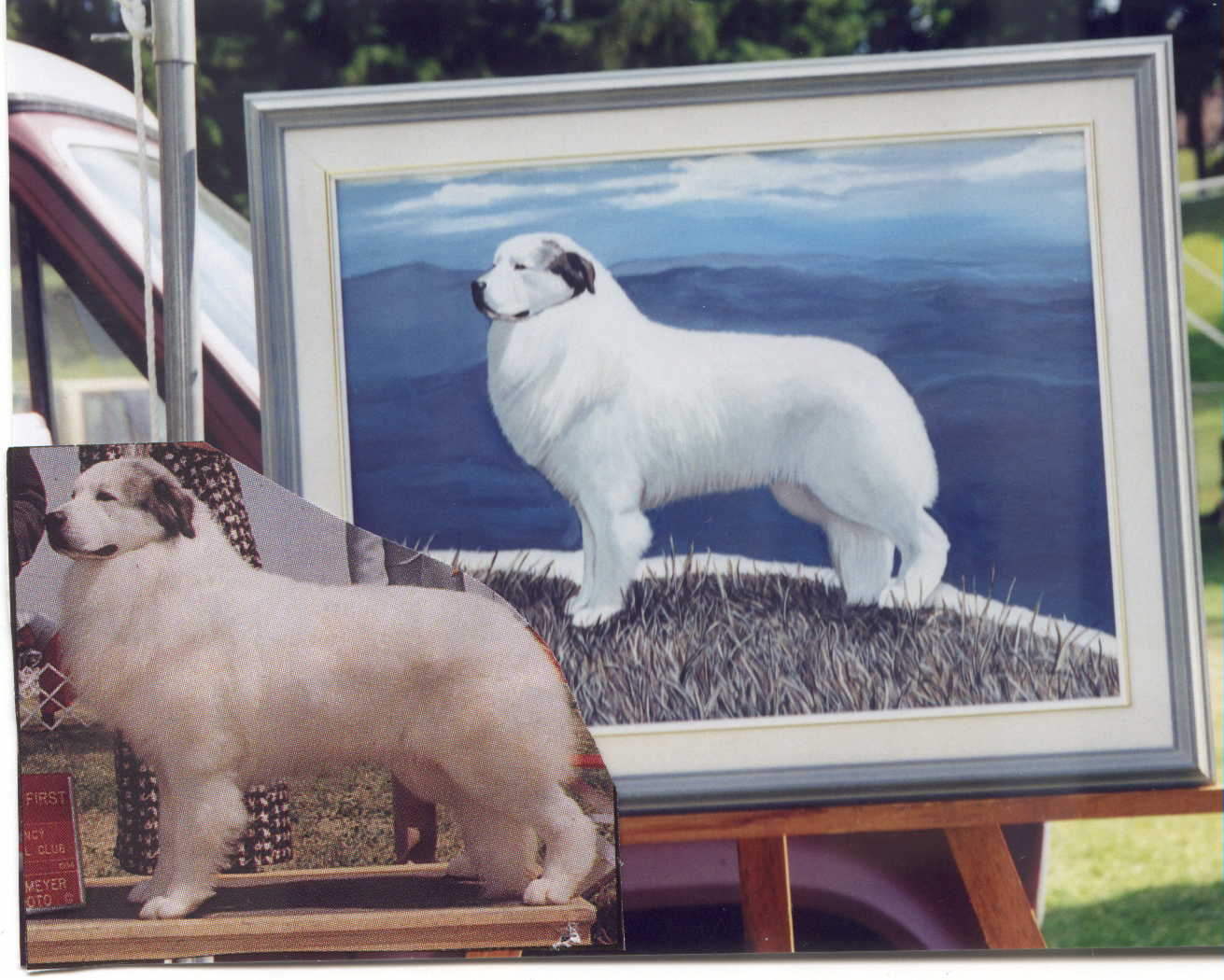 Image of greatpyrennies.JPG