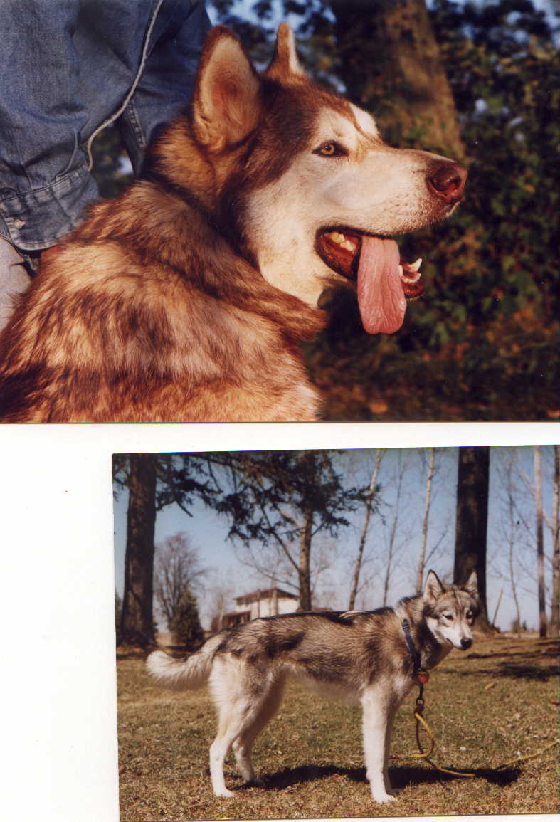 Image of icefire.JPG