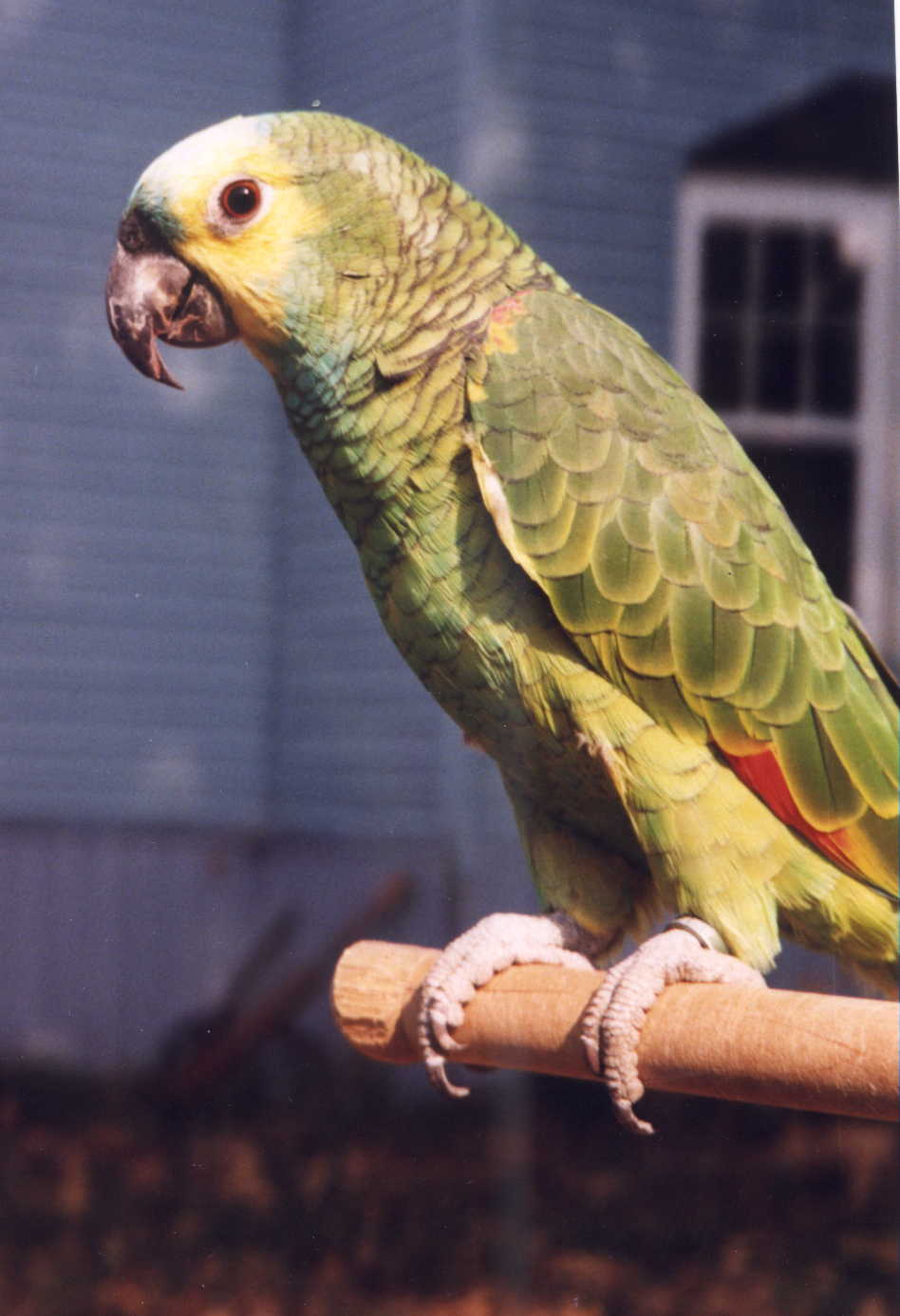 Image of tambouri.JPG