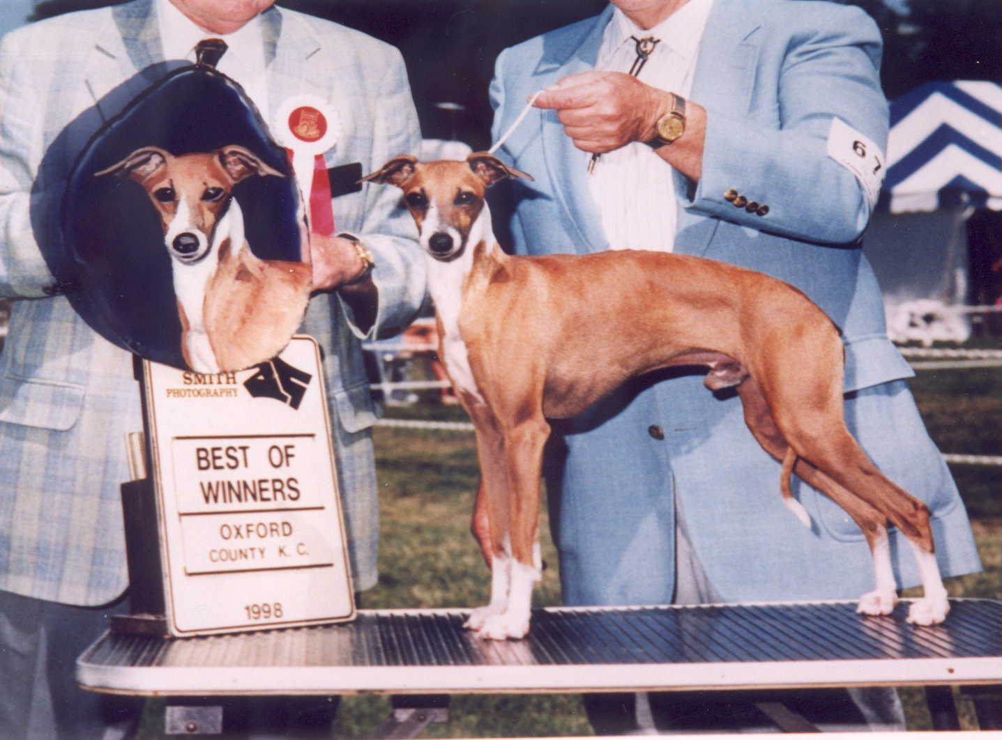 Image of whippet.JPG